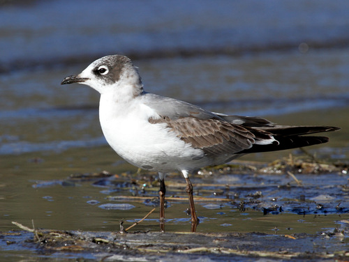 Franklin's Gull