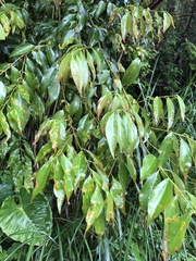 Cinnamomum insularimontanum