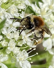 Andrena nitida