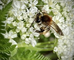 Andrena nitida
