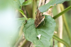 Euthalia aconthea garuda