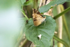 Euthalia aconthea garuda