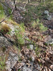 Capnoides sempervirens