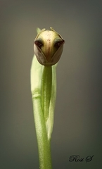 Ophrys speculum