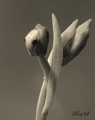 Ophrys speculum