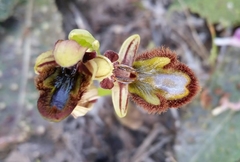 Ophrys speculum