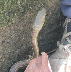 Mastigodryas boddaerti