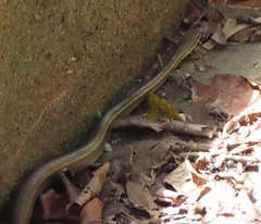 Mastigodryas boddaerti