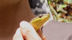 Mastigodryas boddaerti