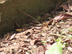 Mastigodryas boddaerti