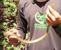 Mastigodryas boddaerti