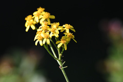Senecio linifolius
