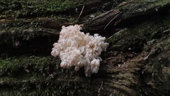 Hericium alpestre