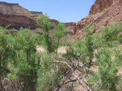 Sarcobataceae