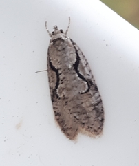 Semioscopis packardella
