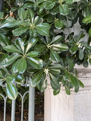 Pittosporum tobira