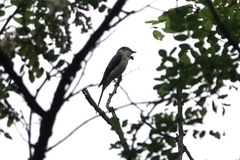 Pericrocotus cantonensis