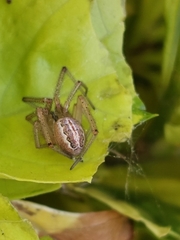 Enoplognatha molesta