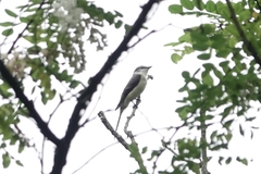 Pericrocotus cantonensis