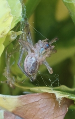 Enoplognatha molesta