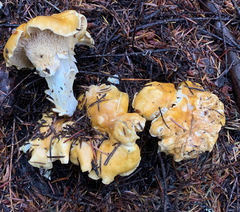 Cantharellus roseocanus