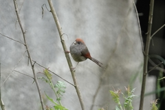 Sinosuthora alphonsiana