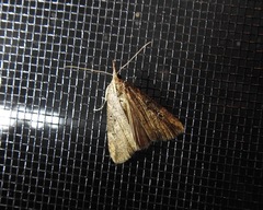 Hypena humuli