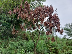 Machilus japonica