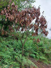 Machilus japonica