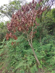 Machilus japonica