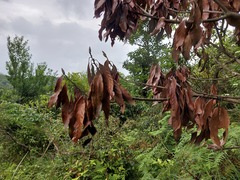 Machilus japonica