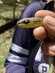 Mastigodryas boddaerti