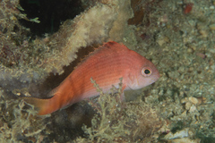 Cyprinocirrhites polyactis