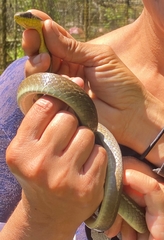 Mastigodryas boddaerti