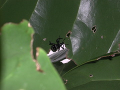 Pachyrhynchus chlorites