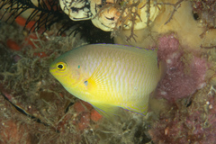 Pomacentrus amboinensis