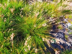 Juncus capensis