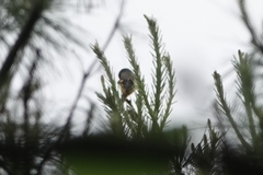 Pericrocotus solaris