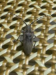 Celosterna scabrator