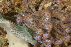 Phyllodesmium longicirrum