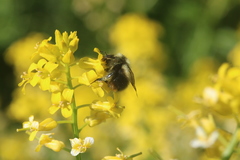 Bombus frigidus