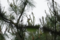 Pericrocotus solaris