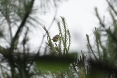 Pericrocotus solaris