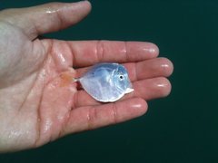 Selene setapinnis