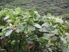 Neonauclea reticulata