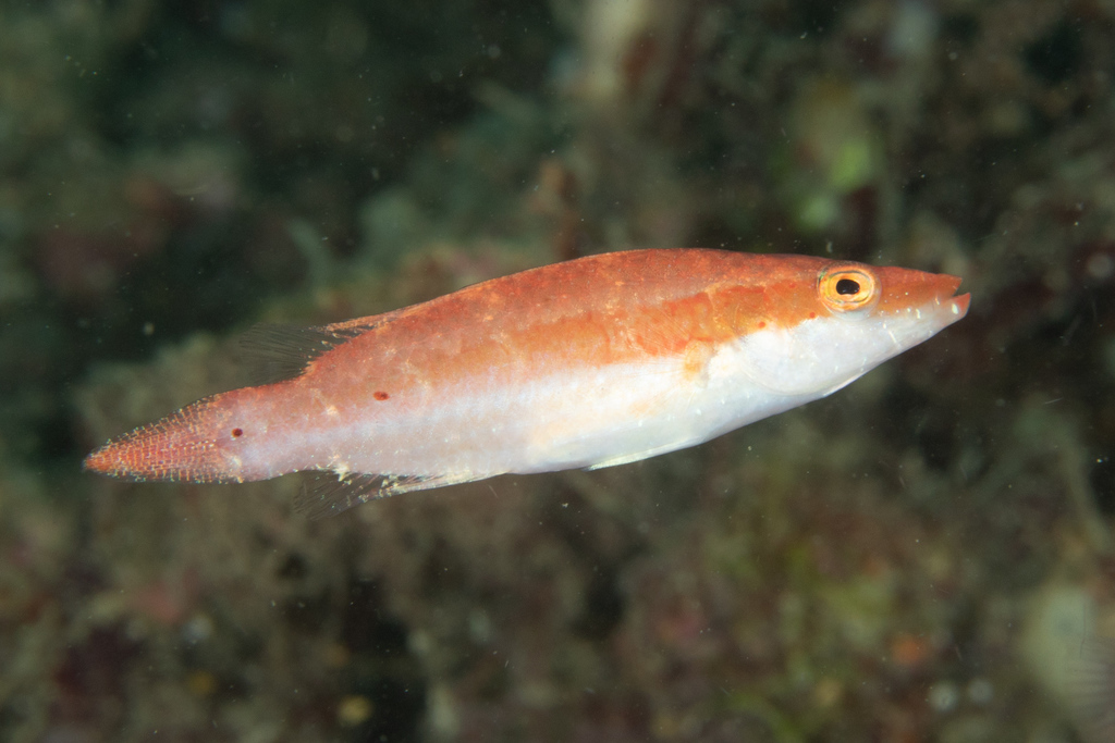 Oriental maori wrasse (Oxycheilinus orientalis) — Labridae