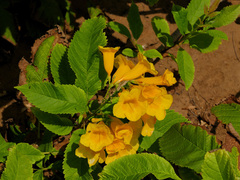 Tecoma castanifolia