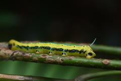 Macroglossum passalus