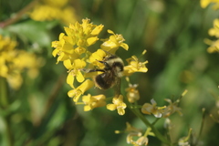 Bombus frigidus