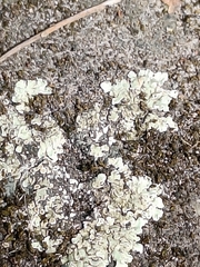 Protoparmeliopsis muralis